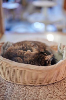 NEKO Cat Cafe Seattle by null