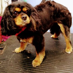 Pet Grooming by Carol - Cav. King chas spaniel