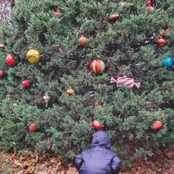 Midland Holiday Pines