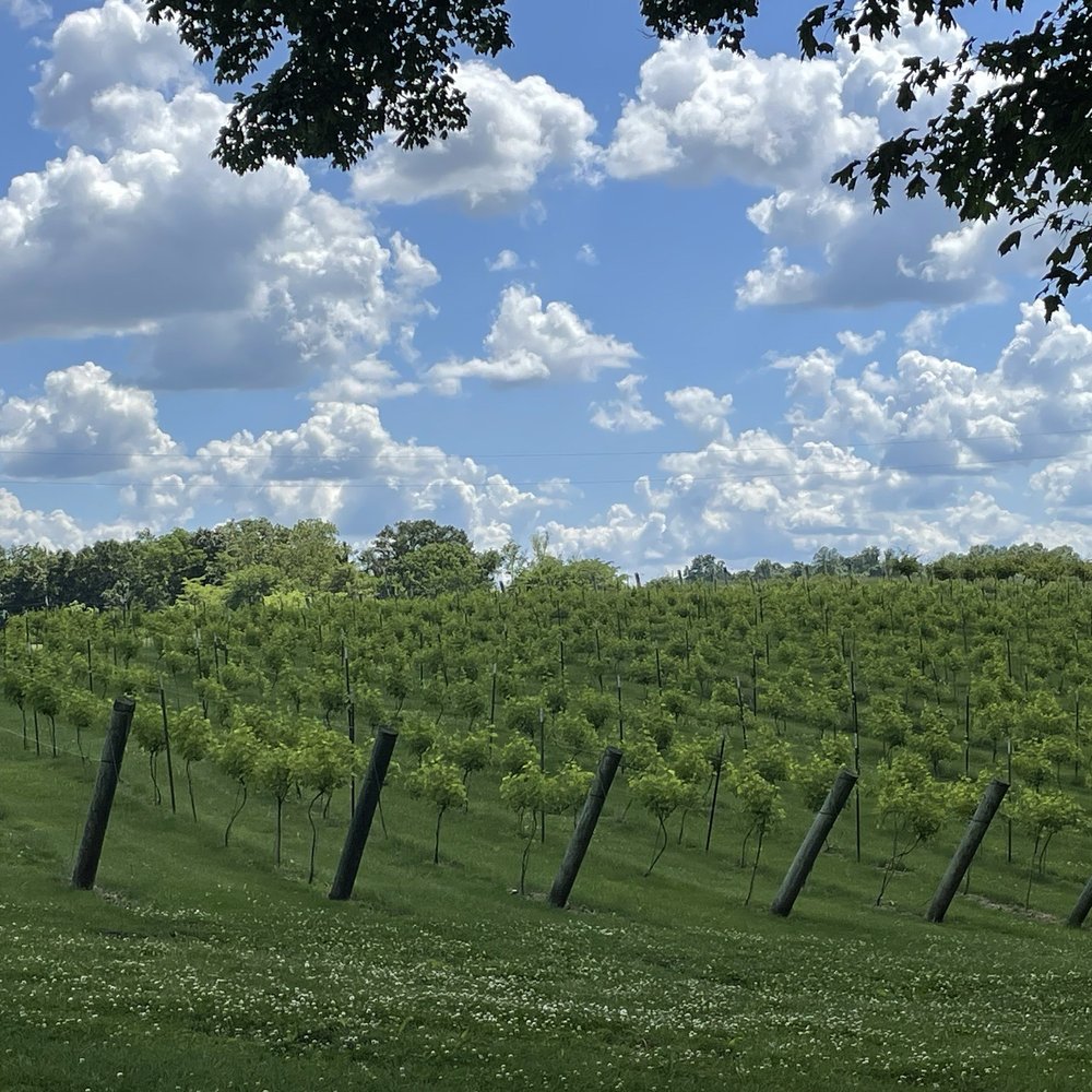 Apple Creek Vineyard & Winery - Vineyard out front. - Wineries Near Me - Friedheim, Missouri Apple Creek Vineyard & Winery - Vineyard out front. - Wineries Near Me - Friedheim, Missouri