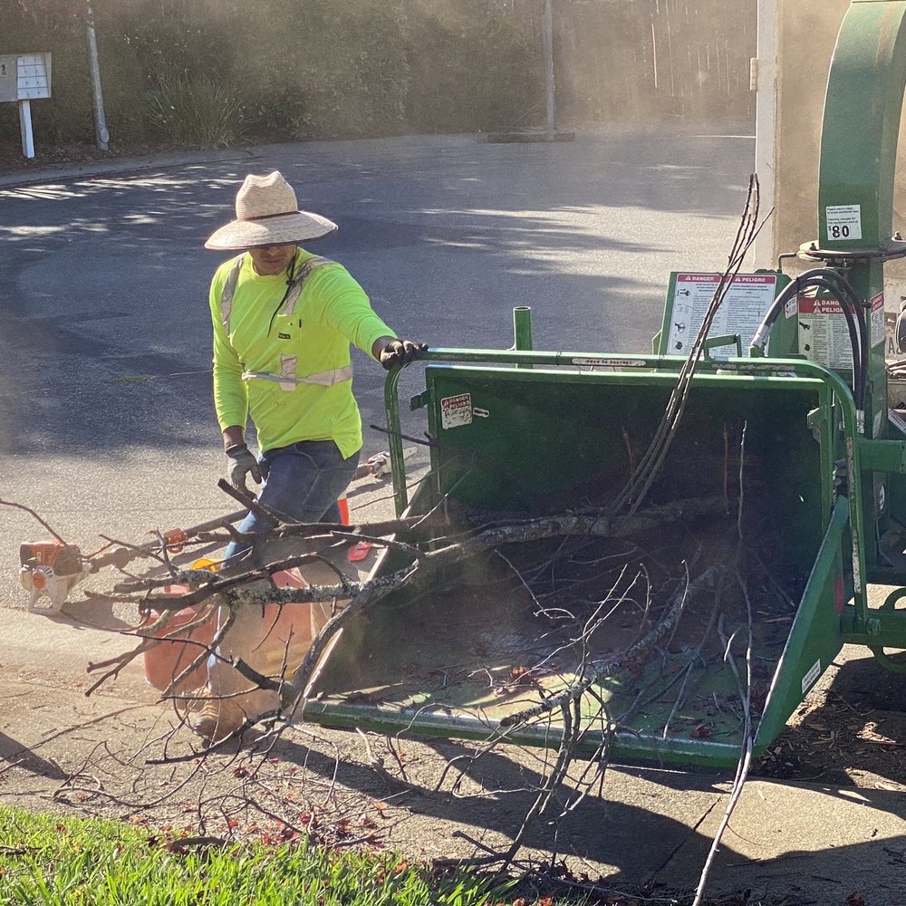 Arbor Evergreen - The branch grinder - Tree Services Near Me