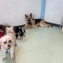Photo of Wags and Whiskers Pet Resort