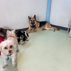 Wags and Whiskers Pet Resort