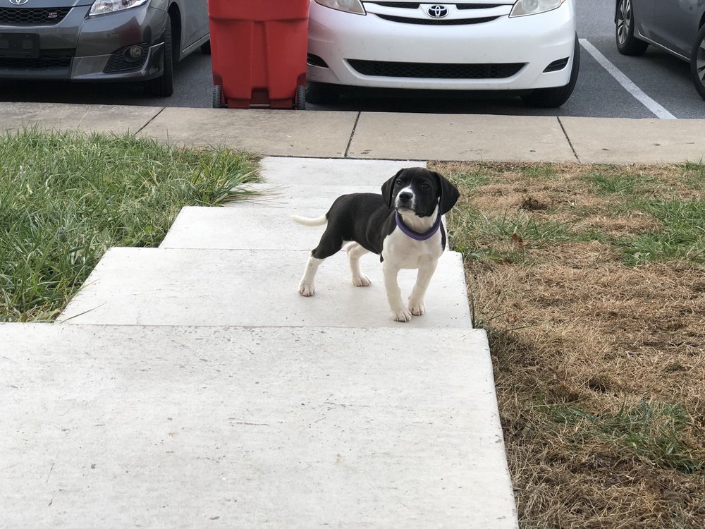 SYLVIA’S PETS 13 Reviews 226 University Blvd, Harrisonburg, Virginia Pet Stores Phone