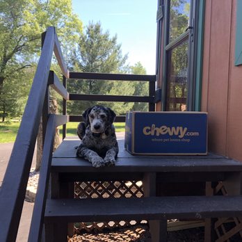 double r aussiedoodles