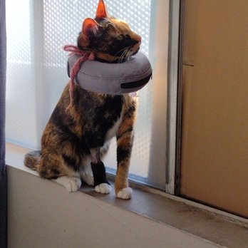 Cottage Pet Hospital - Veterinarians Near Me - Anaheim, California Cottage Pet Hospital - Veterinarians Near Me - Anaheim, California