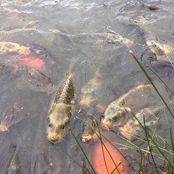 Tosselilla Skånes Sommarland - Fish