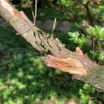 Trees R Us - Broken azalea branch from fallen branch - Tree Services Near Me - Newport News, Virginia