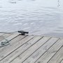 Photo of Evergreen Marina
