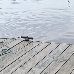 Evergreen Marina - Feeding turtles