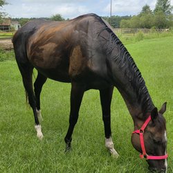 Fast First Farm - My horse Ding is loving his home at Fast First Farm