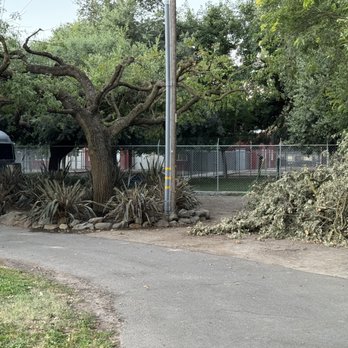 California Tree Solutions - Tree Services Near Me