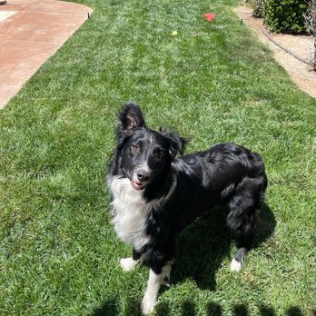 Marvel K9 Dog Training Academy - Our standard Australian shepherd being well behaved at home - Pet Training Near Me - Temecula, California