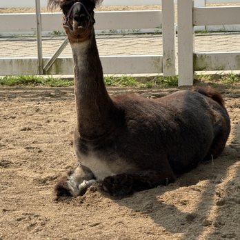 Cosley Zoo - Llama - Zoos Near Me - Wheaton, Illinois