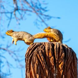 Central Park - Leap of faith by squirrel