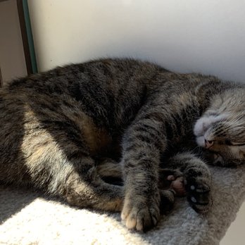 Cat & Craft - Coffee & Tea Near Me - Vista, California Cat & Craft - Coffee & Tea Near Me - Vista, California