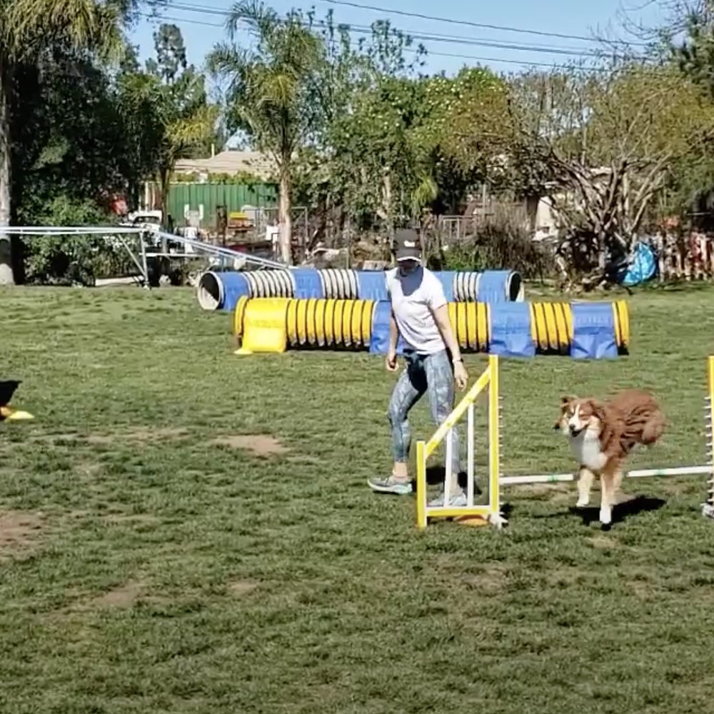Fun Dog Agility - So happy running and jumping! - Pet Training Near Me Fun Dog Agility - So happy running and jumping! - Pet Training Near Me