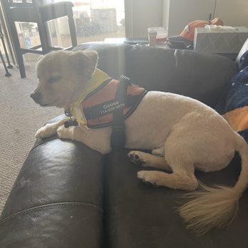Pawsitively Pampered Grooming - After - Pet Groomers Near Me - Pahrump, Nevada Pawsitively Pampered Grooming - After - Pet Groomers Near Me - Pahrump, Nevada