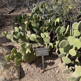 Desert Botanical Garden - Botanical Gardens Near Me - Phoenix, Arizona Desert Botanical Garden - Botanical Gardens Near Me - Phoenix, Arizona