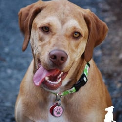 Strut The Pup - "responsive, dependable"