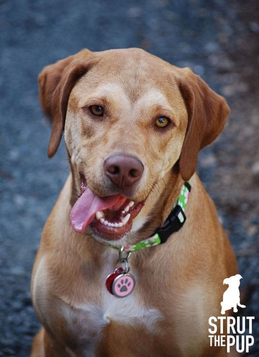 Strut The Pup - pet boarding facility in Seattle, WA