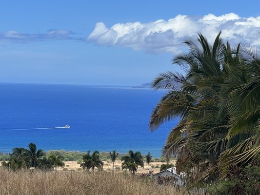 Punakea Palms by null