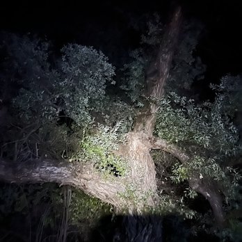 Pinnacles Campground - Family of raccoons went up the tree - Campgrounds Near Me - Paicines, California Pinnacles Campground - Family of raccoons went up the tree - Campgrounds Near Me - Paicines, California