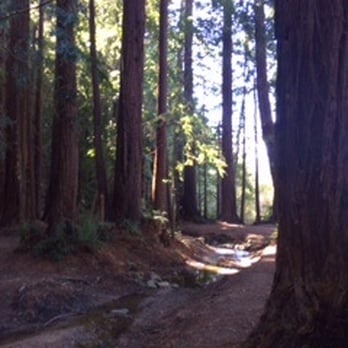Roys Redwoods Preserve - Parks Near Me - Marin, California