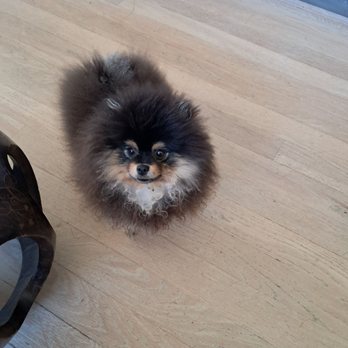 Cali's Pet Grooming - This is Princess Oliva. She is getting love ay Cali's. - Pet Groomers Near Me - Mission Viejo, California Cali's Pet Grooming - This is Princess Oliva. She is getting love ay Cali's. - Pet Groomers Near Me - Mission Viejo, California