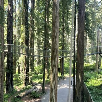 The Redwood Sky Walk - So beautiful - Parks Near Me - Eureka, California