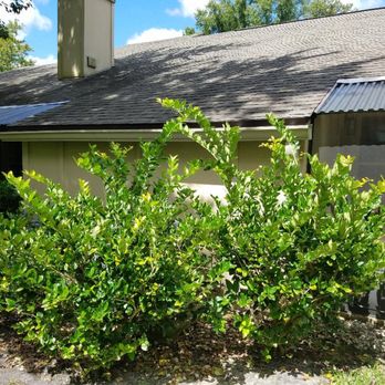 Carroll Organization - These are the bushes in back by the air conditioner at Arium Deerwood in Jacksonville Florida. Even told corporate. Nothing done. - Property Management Near Me - Atlanta, Georgia Carroll Organization - These are the bushes in back by the air conditioner at Arium Deerwood in Jacksonville Florida. Even told corporate. Nothing done. - Property Management Near Me - Atlanta, Georgia