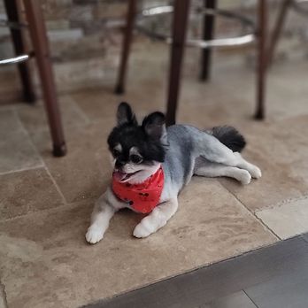 Bows and Bones Mobile Pet Salon - Little Lucia Lanae - Pet Groomers Near Me Bows and Bones Mobile Pet Salon - Little Lucia Lanae - Pet Groomers Near Me