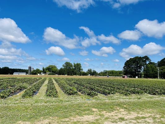Mount Pleasant Farms by null