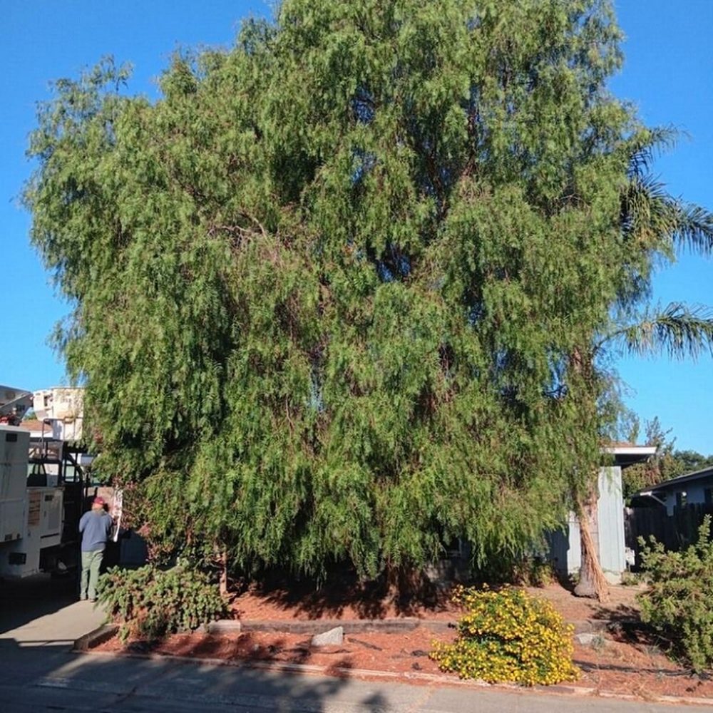 TOP 10 BEST Arborist in Solano County, CA - Updated 2026 - Yelp