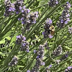 Princeton Lavender - A bee on the lavender