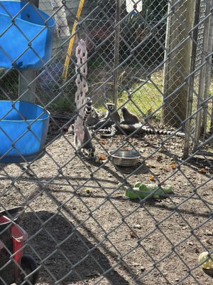 Aloha Safari Park by null