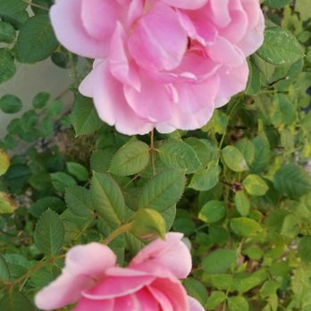 Carson City-Nevada - Sweetheart pink roses aka petite or miniature, be sure to always stop to smell the roses around town. - Local Flavor Near Me - Carson City, Nevada