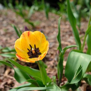 Orange County Arboretum - Another lone tulip that was early to the party. - Parks Near Me - Montgomery, New York