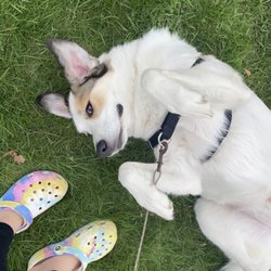 Happy Tails Too