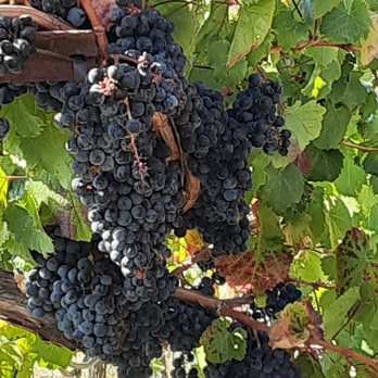 ACORN Winery - Ready for harvest - Wineries Near Me - Healdsburg, California ACORN Winery - Ready for harvest - Wineries Near Me - Healdsburg, California