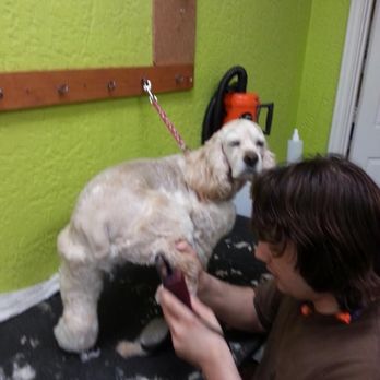 Blissful Bark Dog Wash - Cody getting his "every two week" grooming. He is such a pro!!! :-) - Pet Groomers Near Me - Flower Mound, Texas Blissful Bark Dog Wash - Cody getting his "every two week" grooming. He is such a pro!!! :-) - Pet Groomers Near Me - Flower Mound, Texas
