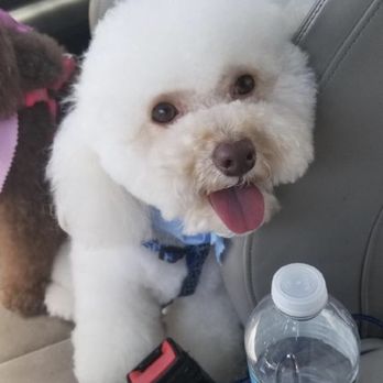 Pawllywood - Apricot Mini Poodle - Pet Groomers Near Me - Union, New Jersey Pawllywood - Apricot Mini Poodle - Pet Groomers Near Me - Union, New Jersey