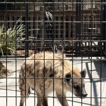 Monterey Zoo - Hyena - Zoos Near Me - Salinas, California Monterey Zoo - Hyena - Zoos Near Me - Salinas, California