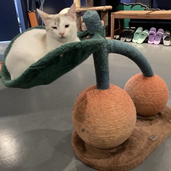 Catoro Cafe - Cute kitten!! - Pet Adoption Near Me - Vancouver, British Columbia Catoro Cafe - Cute kitten!! - Pet Adoption Near Me - Vancouver, British Columbia