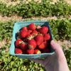 William Jordan Farm gift card