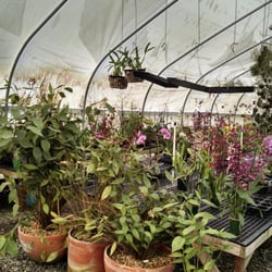 Orchids For the People - blooms!