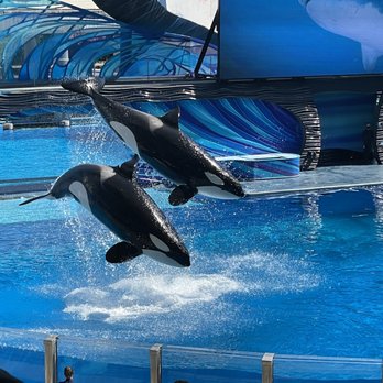 Orca Encounter - Whale Watching Tours Near Me - Orlando, Florida