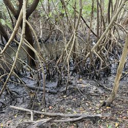 Lantana Nature Preserve