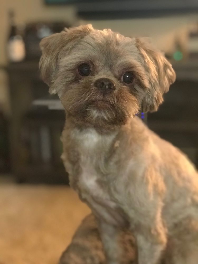 CHEZ JEANNE DOG AND CAT GROOMING 18 Photos & 45 Reviews 3713