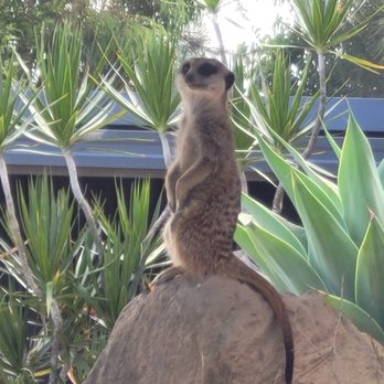 Sydney Zoo - Zoos Near Me - Bungarribee, NSW